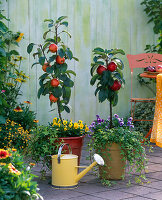 Malus Ballerina 'Waltz', 'Flamenco' (columnar apple), Viola cornuta 'Sorbet'