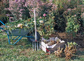 Winterizing dahlias (3/4)