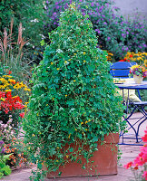 Canary cress on willow trellis (2/2)