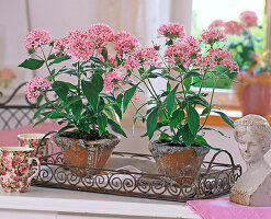 Pentas (rosa Pente) in heart pots on metal tray