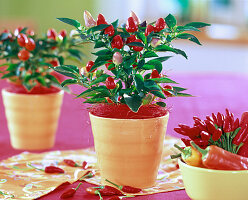 Capsicum annuum (Zierpaprika) im orangen Topf, rotes Sisal