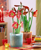 Hippeastrum (Amaryllis) in glass pots