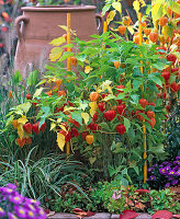 Physalis franchetii (Lampionblume), Carex morrowii (Segge)