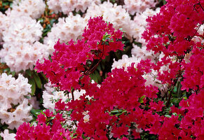 weiße und pinkfarbene Blüten von Rhododendron Aronense