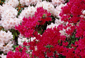 white and pink flowers of Rhododendron Aronense