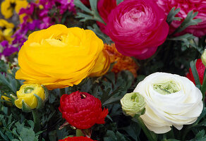 Ranunculus asiaticus flowers in yellow, white, red and pink