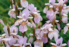 Weiße Blüten von Iris sibirica 'Mrs. Rowe' (Sibirische Schwertlilie)