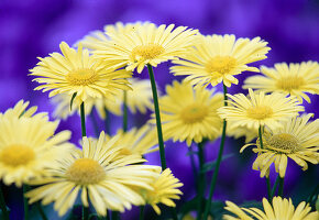 Yellow flowers of Doronicum orientale (Gemwort)