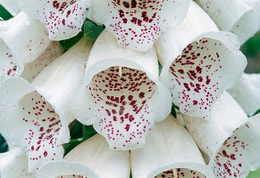 White flowers of Digitalis purpurea 'Alba' (Foxglove) with red dots