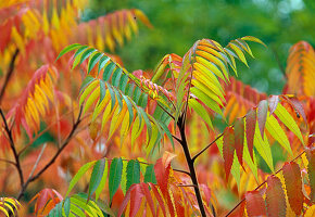 Laub von Rhus (Essigbaum) in Herbstfärbung
