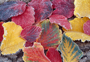 Autumn witch hazel (witch hazel) leaves in hoarfrost