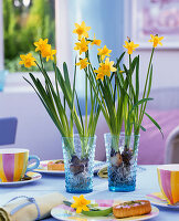 Narcissus 'Tete-a-Tete' (daffodils) with washed out roots