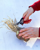 Pull the amaryllis in the clay pot