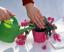 Nursing dried out cyclamen back to health