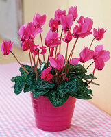 Feeding up dried cyclamen (3/3)