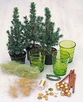 Sugar loaf spruces as mini fir trees (1/3)