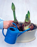 Amaryllis in Jardiniere plants