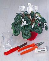White cyclamen with silver wire (1/5)