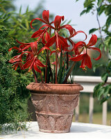 Sprekelia formosissima (Juniperus lily)