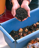 Plant blue metal box with viola and spring onions