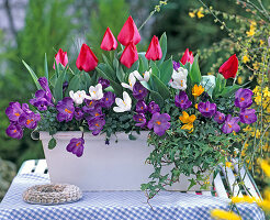 Weißen Metallkasten mit Viola, Efeu und Frühlingszwiebeln bepflanzen: 9/9