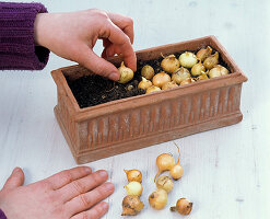 Plant bulbs in boxes for greenery