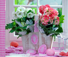 Primula obconica, white and pink in a wooden basket by the window