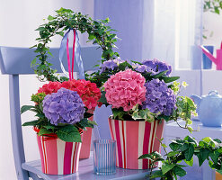 Hydrangea (Hortensien) in rosa und blau, Hedera (Efeu) als Unterpflanzung
