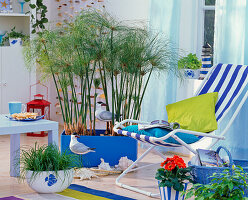 Maritime room with Cyperus papyrus in blue tub