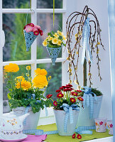 Ranunculus (Ranunkeln) auf der Fensterbank, Bellis (Tausendschön)