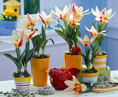 Tulipa (Tulpen, cremefarben mit roten Streifen), Deko-Huhn