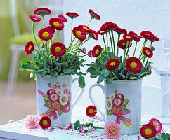 Bellis perennis (Tausendschön) in Bechertassen mit Bellis-Motiv auf dem Tisch