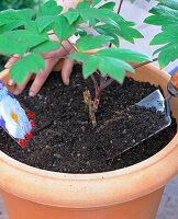 Planting a wood peony (2/3)