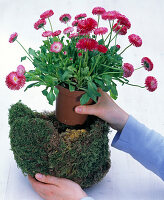 Easter basket with moss and bellis (4/5)