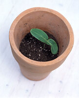 Piling up cucumber seedlings in a pot (4/5)