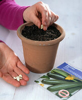 Zucchini sowing in a clay pot