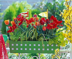 Tulipa 'Rococo' 'Princess Irene' (tulips), Heuchera 'Goldstrike'.