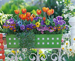 Tulipa 'Princess Irene' (tulip), Viola cornuta and wittrockiana