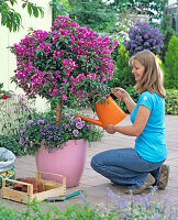 Underplanting bougainvillea