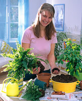 Sword fern repotting