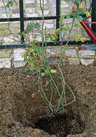 Container Rose Planting (9/14)