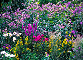 Blau-violettes Beet: Veronicastrum virginicum syn. Veronica virginica