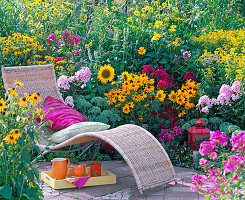 Korbliege on flowering bed with Rudbeckia fulgida and hirta