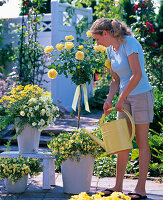 Watering tall stem rose, Rosa 'Sunlight Romantica'