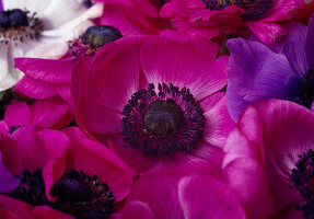 Pink flowers of Anemone coronaria (crown anemone)