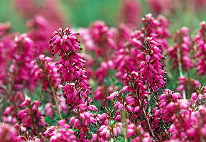 Erica carnea 'Myretoun Ruby' (Schneeheide), blüht von Februar bis April