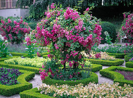 Kletterrose in Buchsrondell fotographiert im Hofgarten Freising