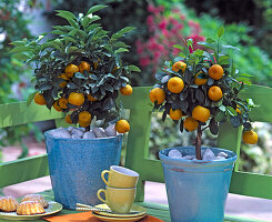 Citrofortunella microcarpa (Calamondinorangen)