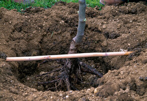 Plant apple tree