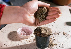 Propagation of fuchsia cuttings (4/7)